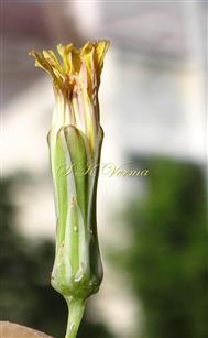  Involucre